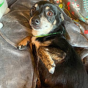 Zoey joined the competition — help win amazing prizes! canidae, carnivore, dog, dog_breed, mammal, miniature_pinscher, pinscher, puppy, rottweiler, snout, sporting_group, vertebrate