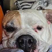 Caramel is registered to the contest to win money with this photo: dog, close_up, sleeping, nose, fur, blanket, indoor, resting, pet, animal, canine, cozy, face, expression, relaxed, soft, texture, brown, white, ears