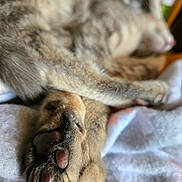 Klover is registered to the contest to win money with this photo: animal, blanket, blurred_background, cat, close_up, cozy, cute, domestic, feline, focus, fur, indoor, macro, paw, paw_pads, pet, relaxation, resting, sleeping, soft_texture