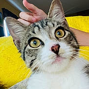 Colonel Brunson is registered to the contest to win money with this photo: cat, tabby, close_up, yellow_eyes, whiskers, playful, hand, bunny_ears, yellow_background, indoor, pet, feline, curious, fur, portrait, animal, domestic, cute, young_cat, face