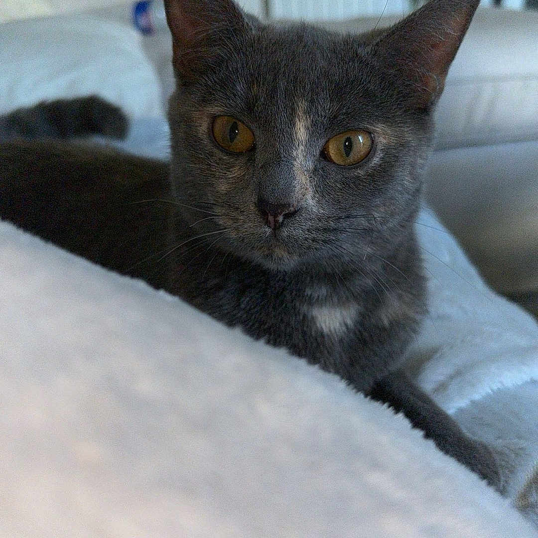 Mimine a rejoint le concours — aidez-le/la à gagner de superbes lots ! amber_eyes, animal, blanket, cat, close_up, couch, cozy, feline, fur, furniture, grey_cat, home, indoor, living_room, lying_down, pet, relaxed, soft_texture, whiskers, window