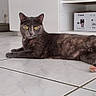 animal, cables, camera_box, cat, curious, domestic, feline, floor_tiles, fur, gray_cat, home, indoor, looking, lying_down, pet, relaxed, resting, shelf, tiled_floor, yellow_eyes