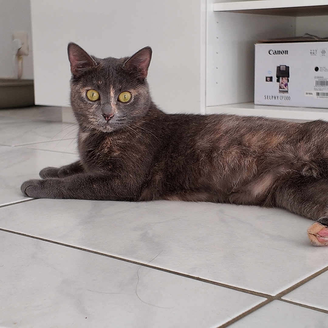 Mimine participe au concours pour gagner de l'argent avec cette photo : animal, cables, camera_box, cat, curious, domestic, feline, floor_tiles, fur, gray_cat, home, indoor, looking, lying_down, pet, relaxed, resting, shelf, tiled_floor, yellow_eyes