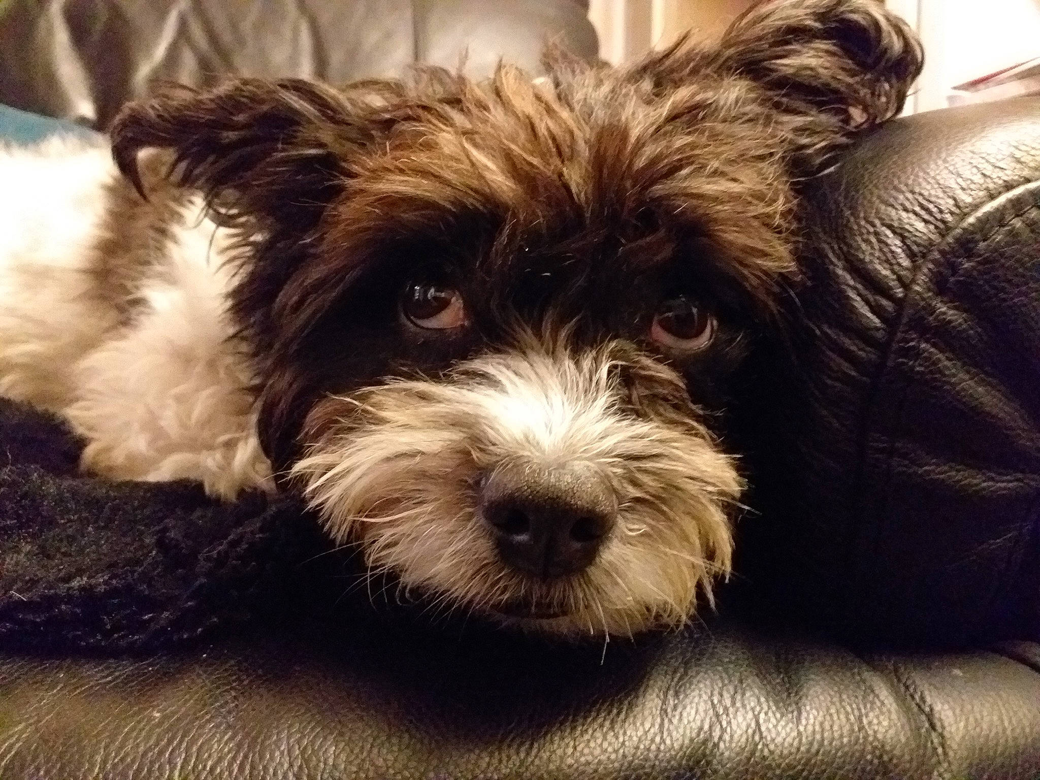 Mona participe au concours pour gagner de l'argent avec cette photo : biewer_terrier, canidae, carnivore, companion_dog, dog, dog_breed, dog_collar, fur, maltepoo, puppy_love, shih_poo, small_terrier, snout, sporting_group, terrestrial_animal, terrier, toy, toy_dog, water_dog, working_animal