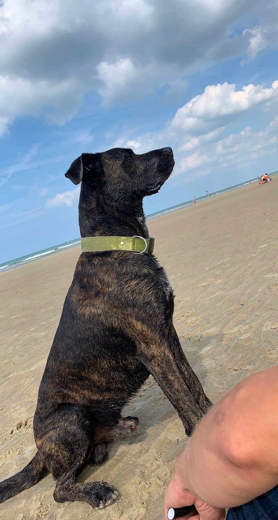 Marley participe au concours pour gagner de l'argent avec cette photo : dog, brindle, beach, sand, ocean, sky, clouds, collar, sitting, side_view, canine, outdoor, nature, water, animal, pet, human_arm, calm, serene, daytime