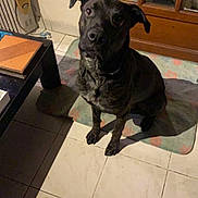 Marley a rejoint le concours — aidez-le/la à gagner de superbes lots ! dog, black_dog, pet, indoor, tile_floor, mat, wooden_door, curious, looking_up, animal, canine, domestic_animal, floor, furniture, household, companion, portrait, sitting, loyal, indoor_lighting