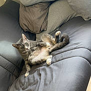 Stella a rejoint le concours — aidez-le/la à gagner de superbes lots ! cat, tabby_cat, gray_cat, couch, pillow, blanket, indoor, relaxed, pet, feline, fur, whiskers, paw, tail, cozy, home, resting, curious, animal, domestic_cat