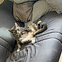 cat, tabby_cat, gray_cat, couch, pillow, blanket, indoor, relaxed, pet, feline, fur, whiskers, paw, tail, cozy, home, resting, curious, animal, domestic_cat