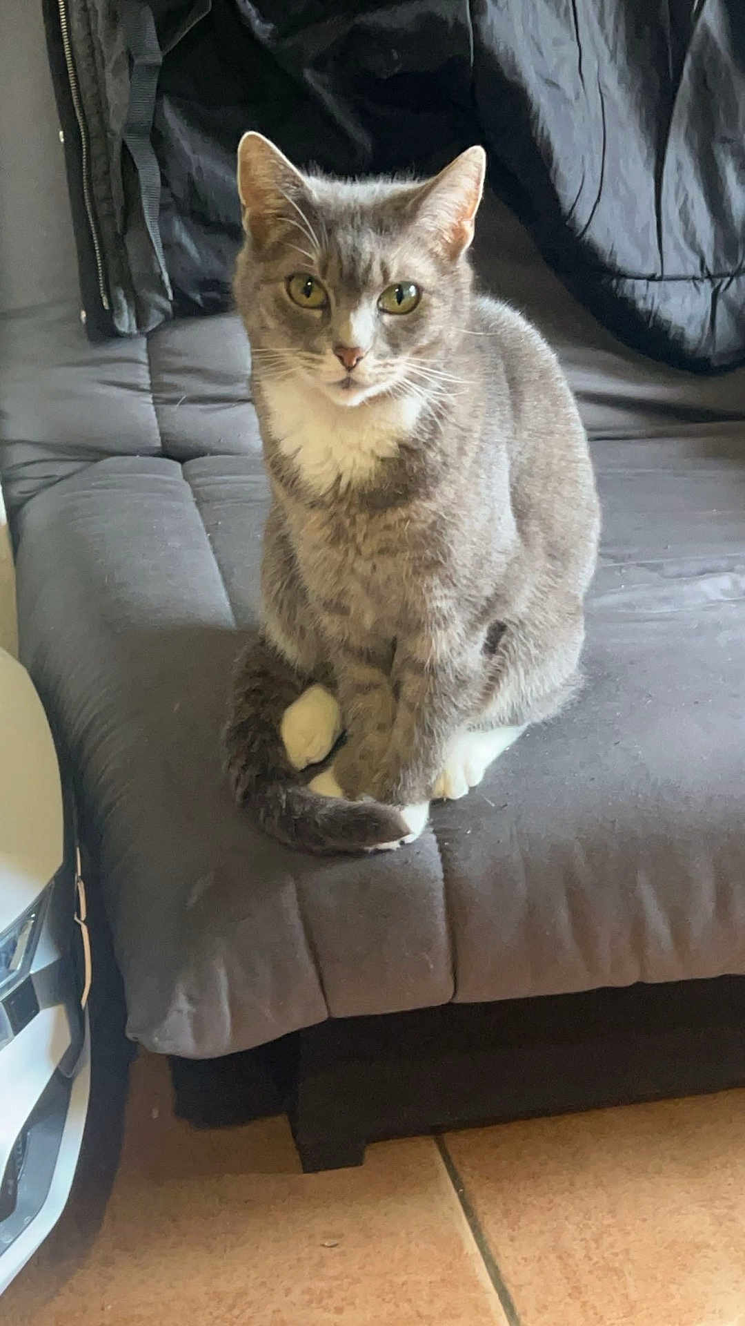 Stella