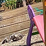 cat, outdoor, sunlight, gravel, wooden_planter, plants, shadow, purple_chair, pink_chair, pet, relaxed, nature, flora, summer, resting, animal, daylight, garden, colorful, quiet