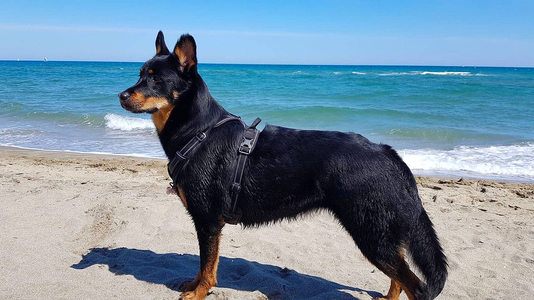 Nala a rejoint le concours — aidez-le/la à gagner de superbes lots ! australian_kelpie, beach, beauceron, canidae, carnivore, dog, dog_breed, herding_dog, lancashire_heeler, mammal, miniature_pinscher, rare_breed_dog, sea, vertebrate, working_dog