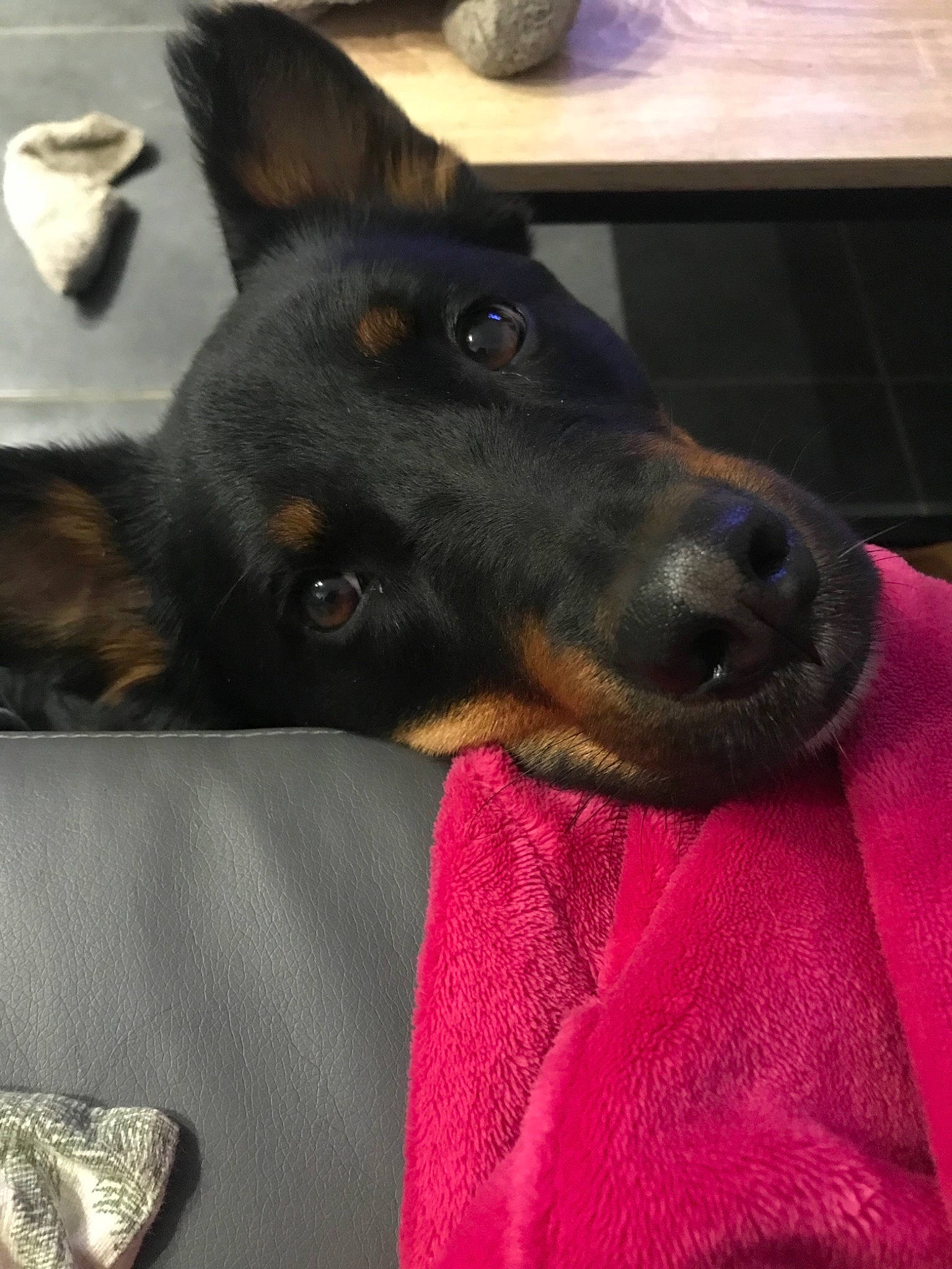 Nala participe au concours pour gagner de l'argent avec cette photo : beauceron, black_and_tan_terrier, canidae, carnivore, dobermann, dog, dog_breed, ear, german_pinscher, guard_dog, jagdterrier, mammal, manchester_terrier, pinscher, snout, sporting_group, toy_manchester_terrier, vertebrate