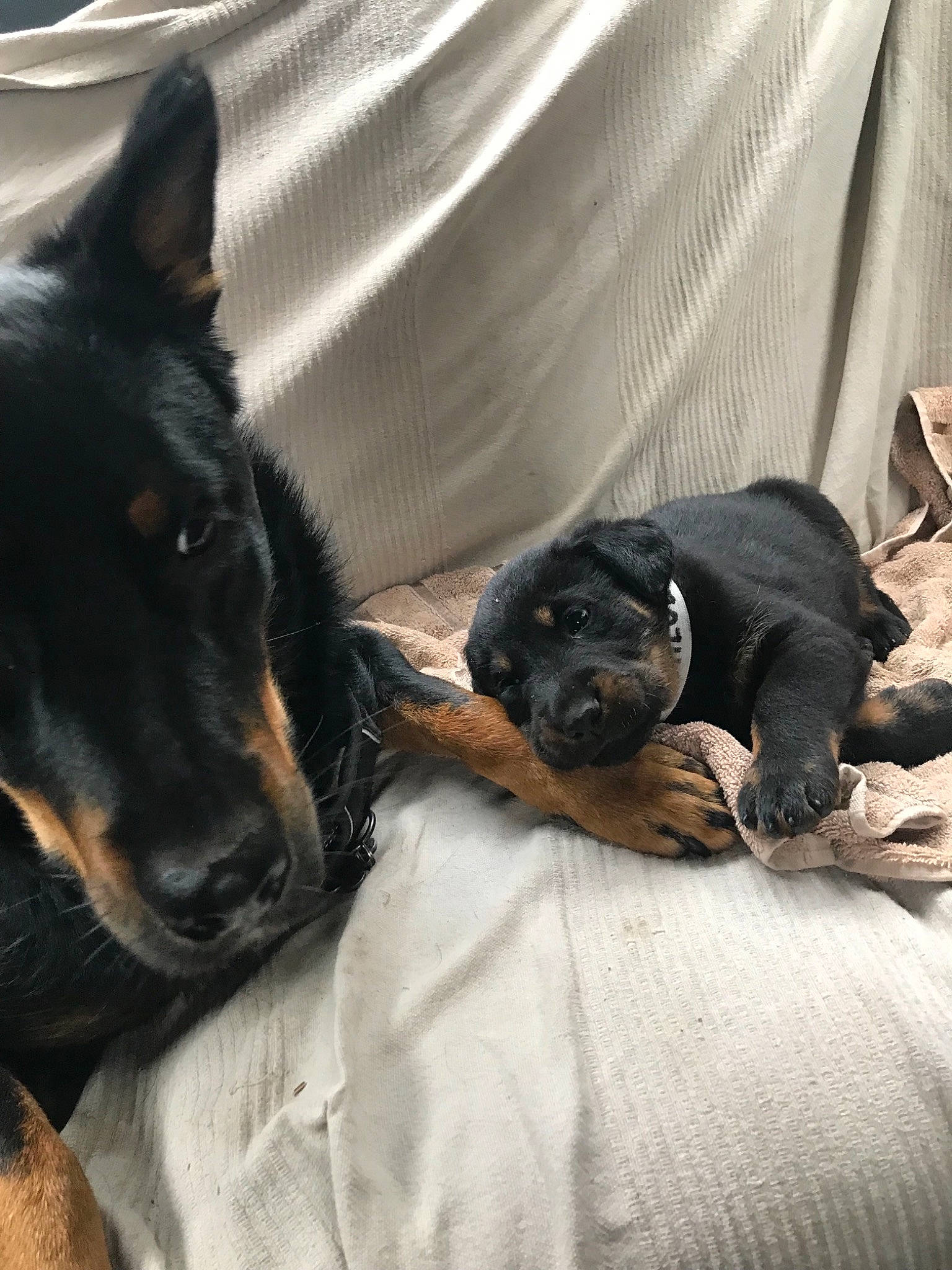 Boston a rejoint le concours — aidez-le/la à gagner de superbes lots ! beauceron, canidae, carnivore, companion_dog, dobermann, dog, dog_breed, german_pinscher, guard_dog, mammal, manchester_terrier, miniature_pinscher, pinscher, prazsky_krysarik, puppy, rottweiler, snout, sporting_group, toy_manchester_terrier, vertebrate