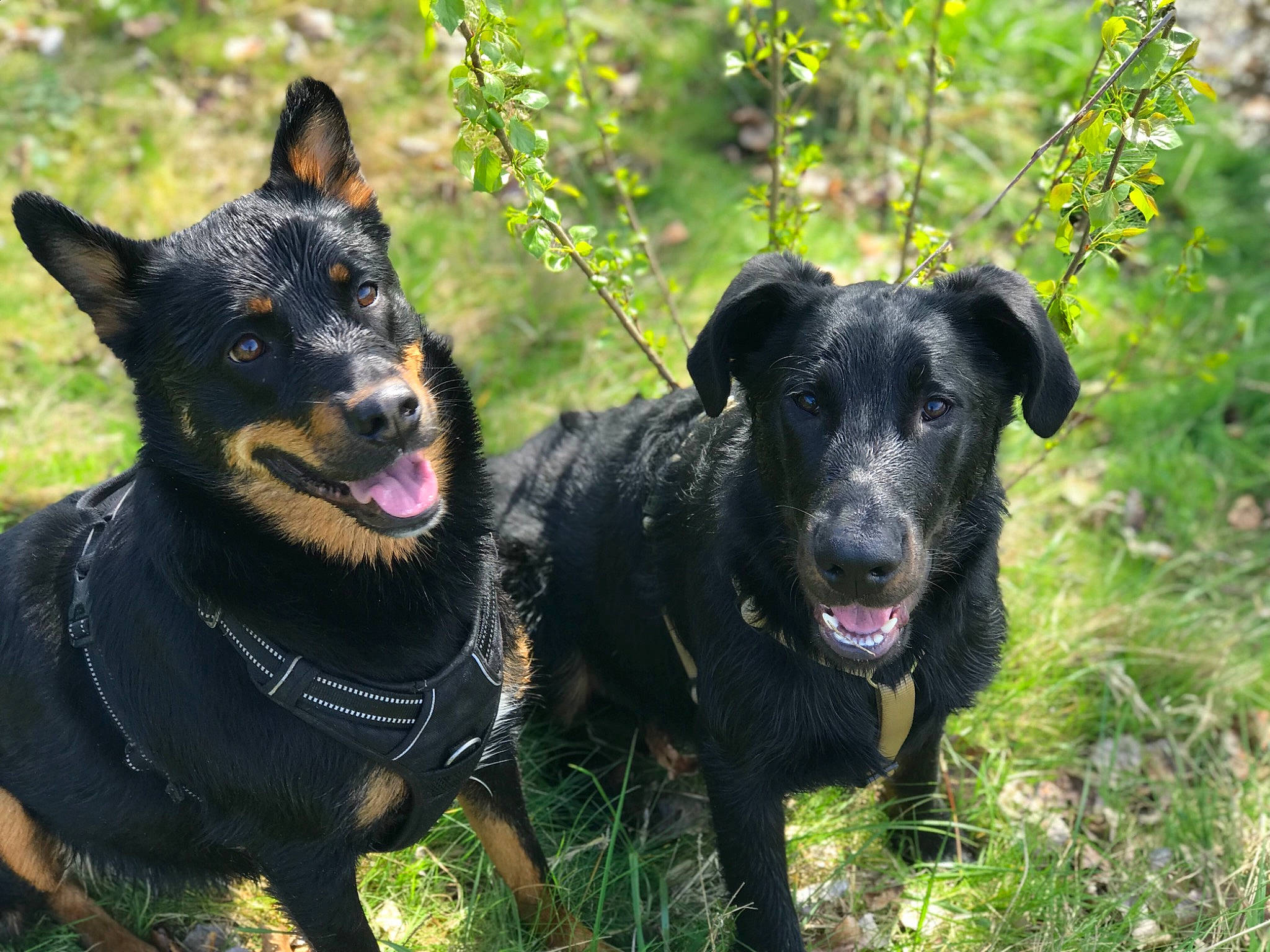 Boston participe au concours pour gagner de l'argent avec cette photo : beauceron, black_and_tan_terrier, bohemian_shepherd, canidae, carnivore, dog, dog_breed, gladiolus, jagdterrier, lancashire_heeler, mammal, plant, rare_breed_dog, sporting_group, vertebrate, working_dog