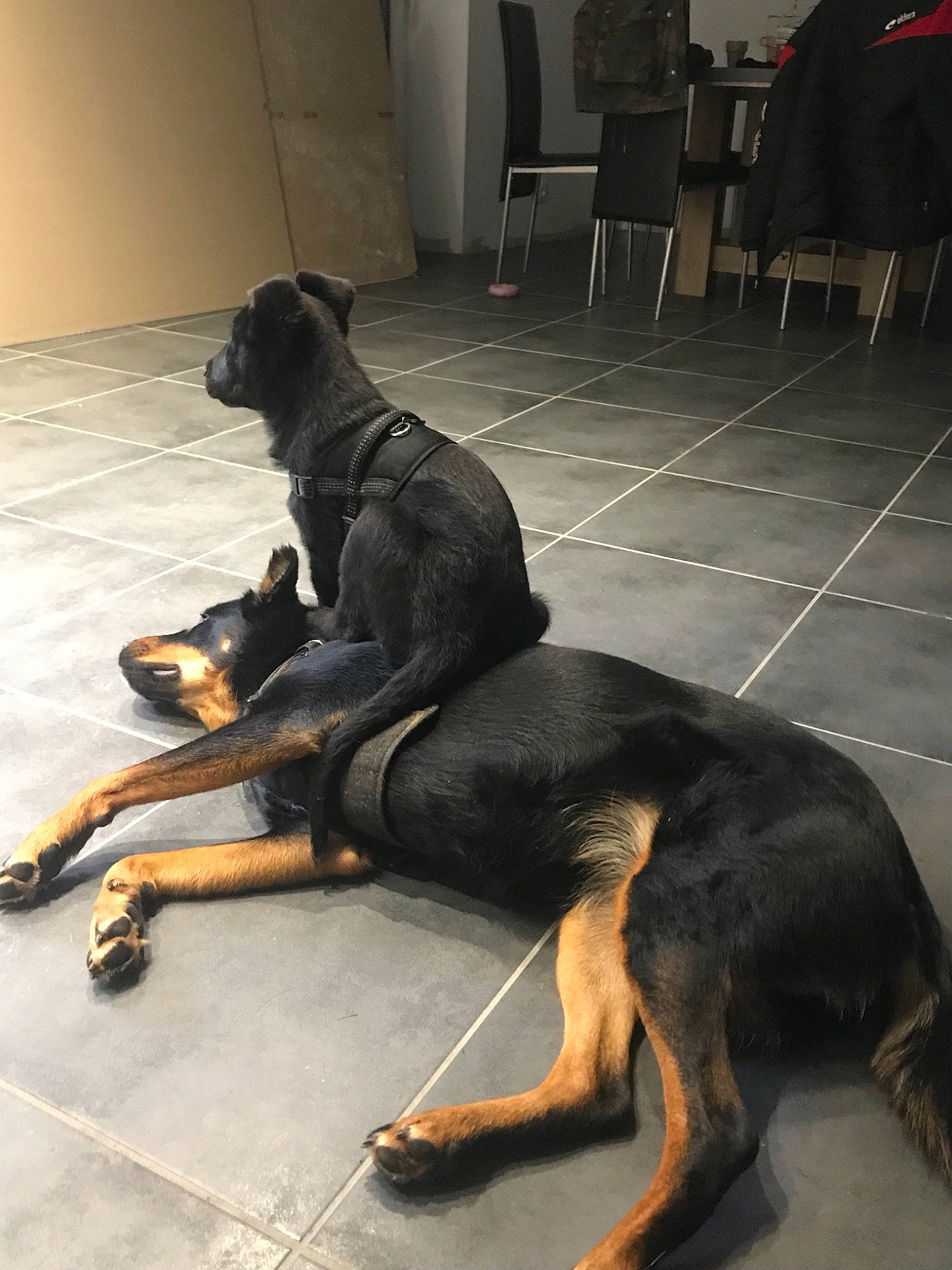 Boston a rejoint le concours — aidez-le/la à gagner de superbes lots ! beauceron, canidae, carnivore, companion_dog, dog, dog_breed, guard_dog, huntaway, mammal, manchester_terrier, snout, sporting_group, tail