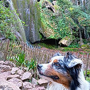 Urano a rejoint le concours — aidez-le/la à gagner de superbes lots ! dog, animal, outdoor, nature, rocks, fence, greenery, moss, waterfall, forest, canine, fur, portrait, side_view, curious, pet, wildlife, landscape, scenery, daylight