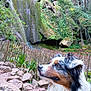 dog, animal, outdoor, nature, rocks, fence, greenery, moss, waterfall, forest, canine, fur, portrait, side_view, curious, pet, wildlife, landscape, scenery, daylight