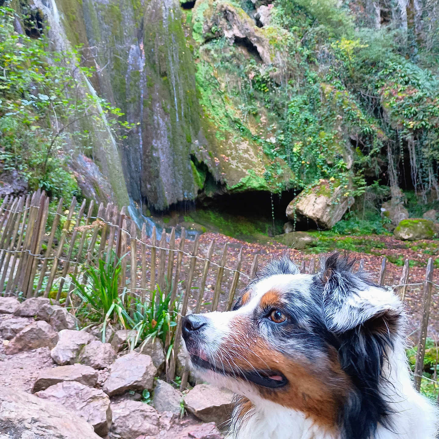 Urano a rejoint le concours — aidez-le/la à gagner de superbes lots ! animal, canine, curious, daylight, dog, fence, forest, fur, greenery, landscape, moss, nature, outdoor, pet, portrait, rocks, scenery, side_view, waterfall, wildlife