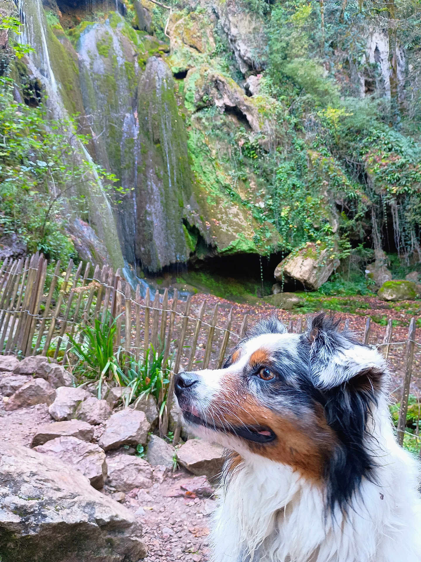 Urano a rejoint le concours — aidez-le/la à gagner de superbes lots ! dog, animal, outdoor, nature, rocks, fence, greenery, moss, waterfall, forest, canine, fur, portrait, side_view, curious, pet, wildlife, landscape, scenery, daylight