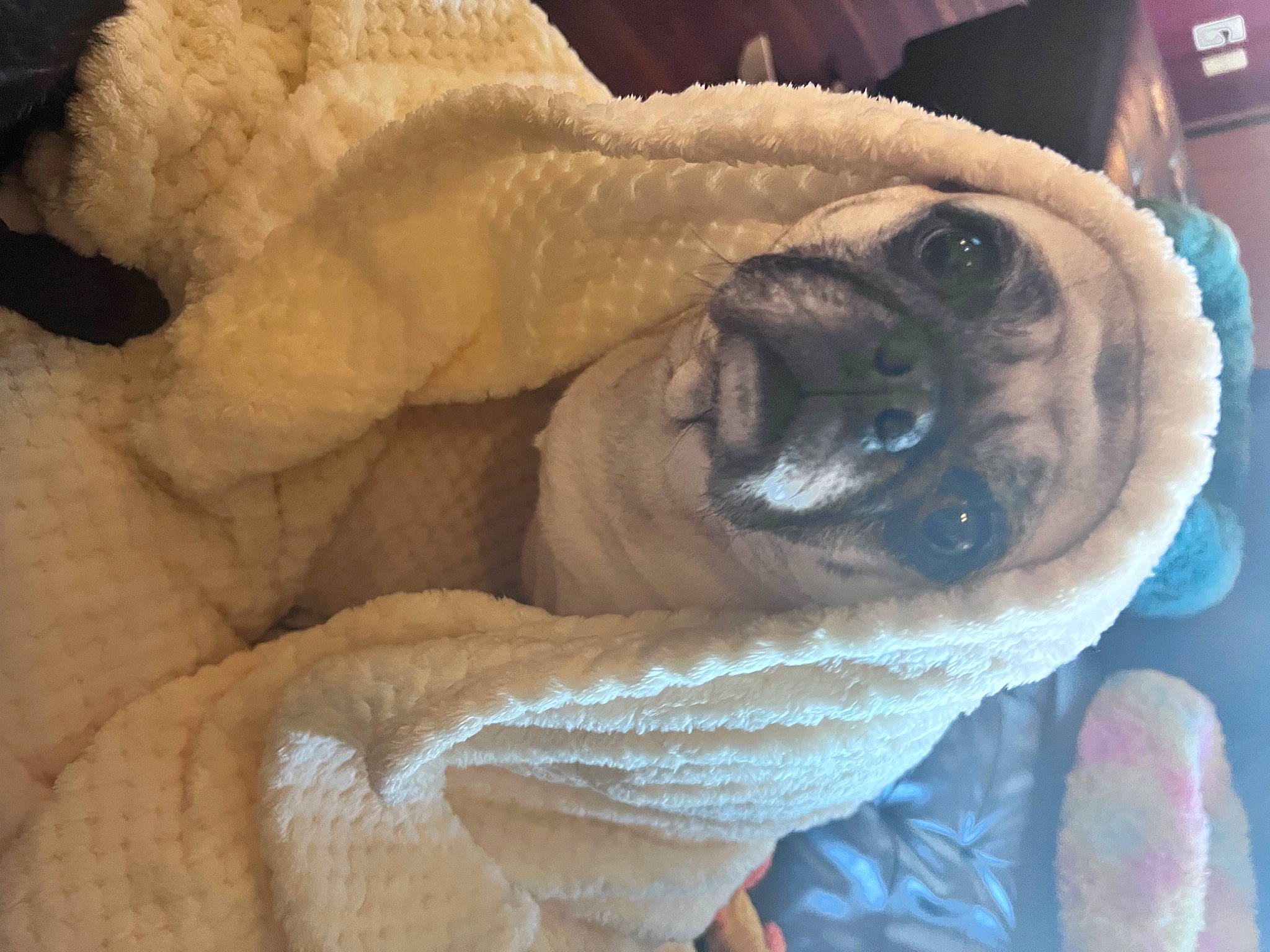 Luna joined the competition — help win amazing prizes! canidae, carnivore, comfort, companion_dog, dog, dog_breed, electric_blue, fawn, fur, linens, nap, paw, pug, puppy_love, snout, sporting_group, toy_dog, whiskers, wood, wrinkle