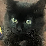 Binx is registered to the contest to win money with this photo: adorable, alert, animal, black_cat, brown_background, close_up, cute, feline, fluffy_fur, furry, green_eyes, indoor, kitten, pet, portrait, resting, small_animal, soft_texture, whiskers, young_cat