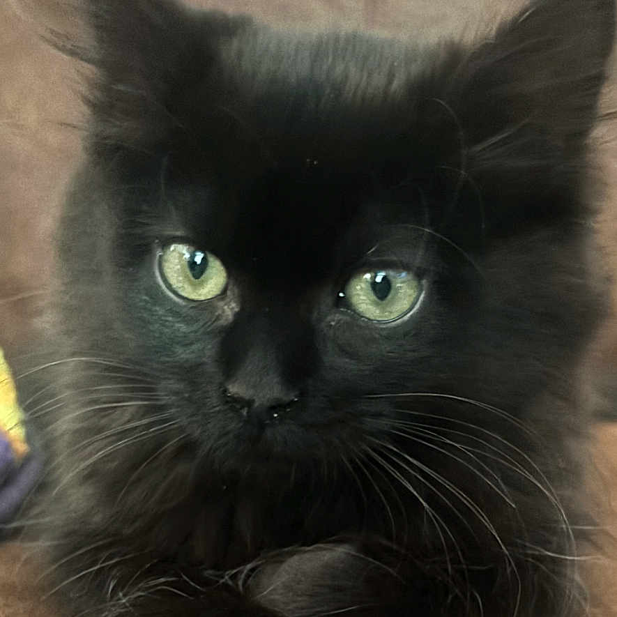 Binx