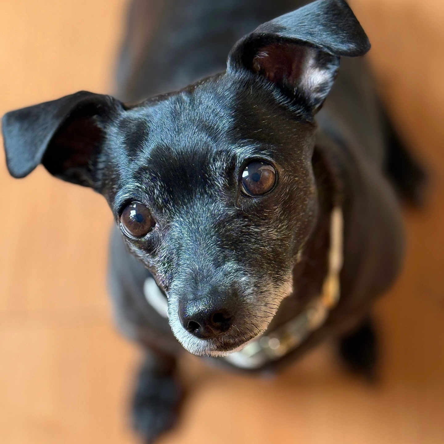 Zhara is registered to the contest to win money with this photo: adorable, animal, black_dog, canine, close_up, collar, cute, dog, ears, eyes, floor, focus, friendly, fur, indoor, looking_up, nose, pet, portrait, whiskers