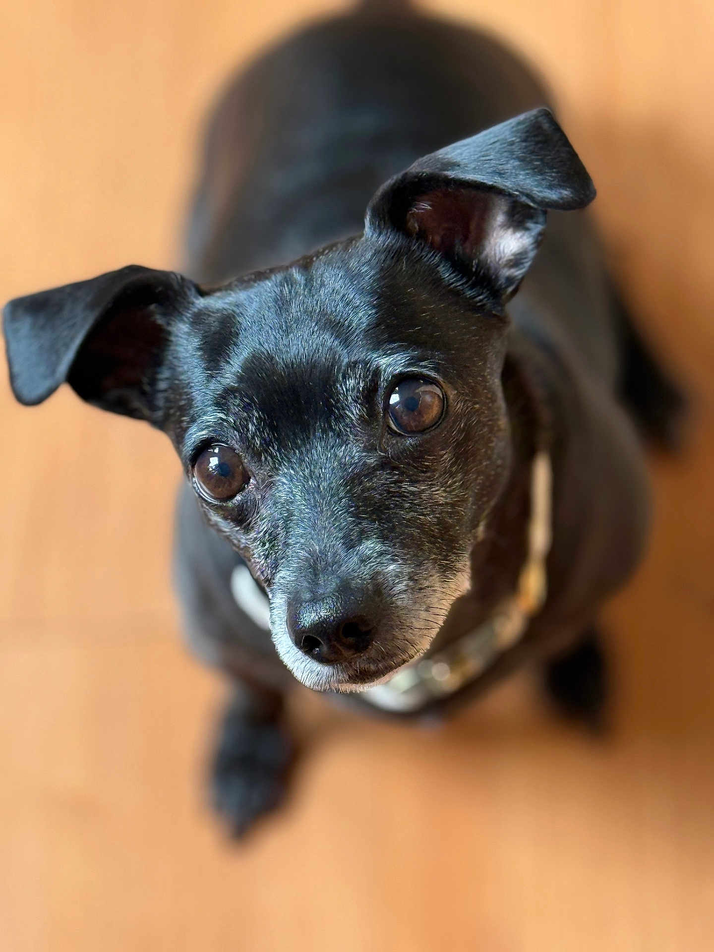 Zhara is registered to the contest to win money with this photo: dog, black_dog, pet, animal, close_up, portrait, ears, eyes, fur, collar, looking_up, indoor, floor, cute, friendly, canine, whiskers, nose, focus, adorable