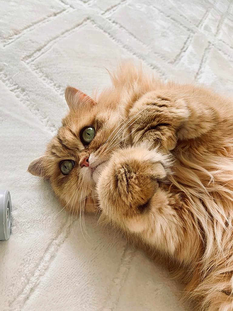 Nina