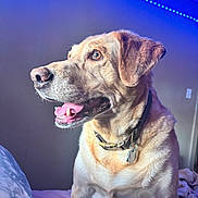 Luke joined the competition — help win amazing prizes! animal, bed, blue_led, canine, collar, comfort, dog, ears, fur, golden_retriever, household, indoor, light, mouth, muzzle, nose, pet, portrait, tongue, wall