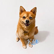 Kao a rejoint le concours — aidez-le/la à gagner de superbes lots ! dog, orange, heterochromia, blue_eye, brown_eye, collar, tag, pet, animal, smiling, sitting, studio, white_background, canine, friendly, cute, fur, portrait, domestic_animal, happy