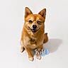 dog, orange, heterochromia, blue_eye, brown_eye, collar, tag, pet, animal, smiling, sitting, studio, white_background, canine, friendly, cute, fur, portrait, domestic_animal, happy