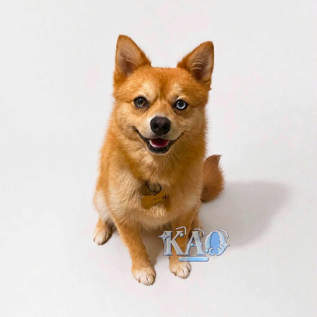 Kao a rejoint le concours — aidez-le/la à gagner de superbes lots ! dog, orange, heterochromia, blue_eye, brown_eye, collar, tag, pet, animal, smiling, sitting, studio, white_background, canine, friendly, cute, fur, portrait, domestic_animal, happy