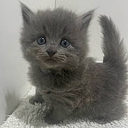 Gracie-Grey is registered to the contest to win money with this photo: animal, blanket, blue_eyes, cat, curious, cute, domestic, feline, fluffy, fur, gray, indoor, kitten, pet, portrait, small, soft, tail, whiskers, young
