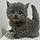 Gracie-Grey