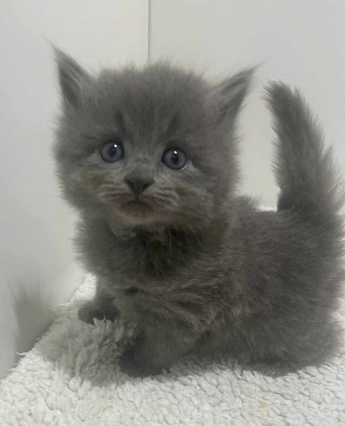 Gracie-Grey