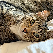 Severus is registered to the contest to win money with this photo: animal, bed, cat, close_up, cute, domestic_cat, ears, eyes, face, feline, fur, indoor, lying_down, pet, portrait, relaxed, resting, tabby, whiskers, white_bed