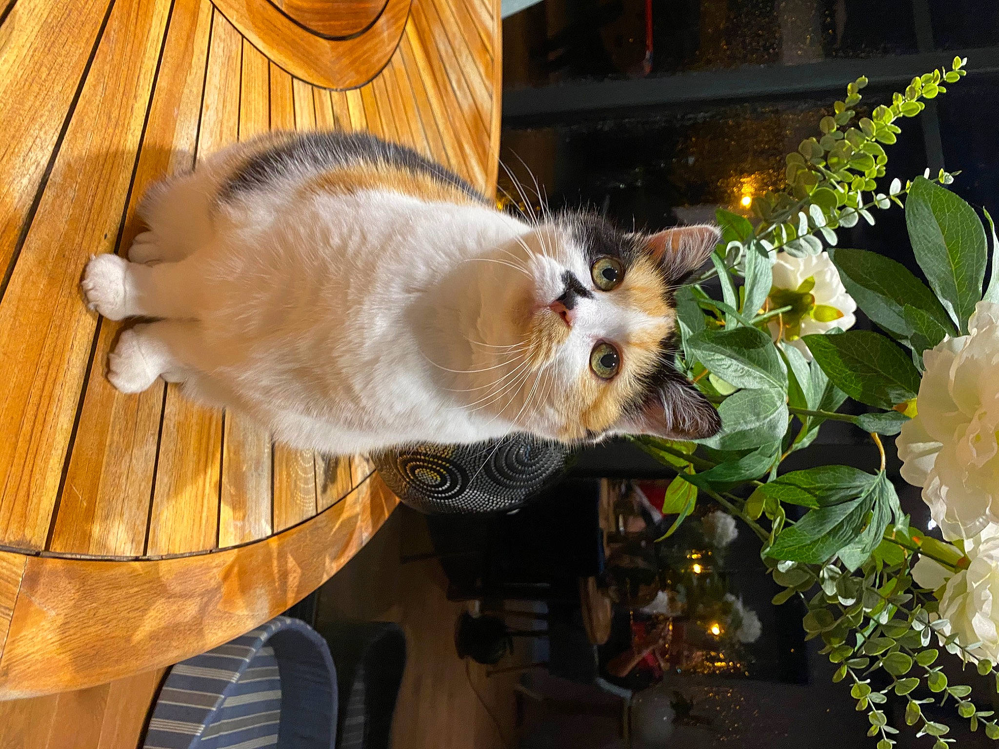 Pistache participe au concours pour gagner de l'argent avec cette photo : birman, carnivore, cat, fawn, felidae, mammal, small_to_medium_sized_cats, whiskers