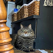 Chumba joined the competition — help win amazing prizes! cat, tabby, fluffy, green_eyes, wooden_floor, cabinet, wicker_baskets, chair_leg, indoor, pet, feline, relaxed, home, furniture, plastic_bag, paper, floor, domestic, animal, resting