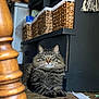 cat, tabby, fluffy, green_eyes, wooden_floor, cabinet, wicker_baskets, chair_leg, indoor, pet, feline, relaxed, home, furniture, plastic_bag, paper, floor, domestic, animal, resting