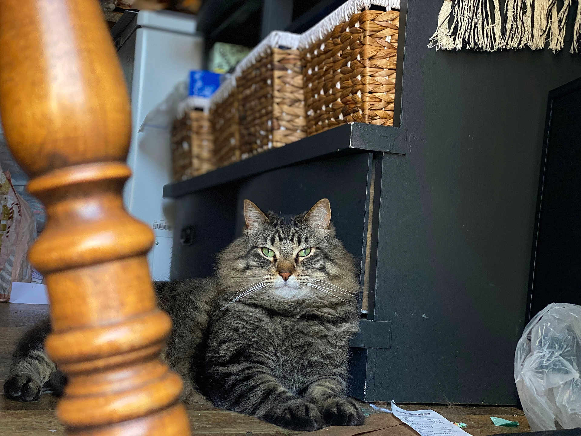 Chumba joined the competition — help win amazing prizes! cat, tabby, fluffy, green_eyes, wooden_floor, cabinet, wicker_baskets, chair_leg, indoor, pet, feline, relaxed, home, furniture, plastic_bag, paper, floor, domestic, animal, resting