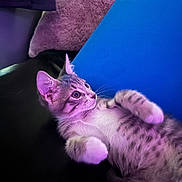 Zen is registered to the contest to win money with this photo: kitten, cat, pet, fur, whiskers, purple_light, blue_cushion, indoor, cozy, relaxed, cute, animal, young_cat, lying_down, soft_texture, curious, small_paws, striped_fur, domestic_cat, background_cushions