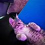 kitten, cat, pet, fur, whiskers, purple_light, blue_cushion, indoor, cozy, relaxed, cute, animal, young_cat, lying_down, soft_texture, curious, small_paws, striped_fur, domestic_cat, background_cushions