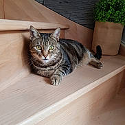 Doly participe au concours pour gagner de l'argent avec cette photo : cat, tabby, stairs, wood, green_eyes, plant, burlap, indoor, pet, feline, relaxed, curious, animal, home, cozy, modern, stone_wall, fur, whiskers, resting