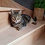 animal, burlap, cat, cozy, curious, feline, fur, green_eyes, home, indoor, modern, pet, plant, relaxed, resting, stairs, stone_wall, tabby, whiskers, wood