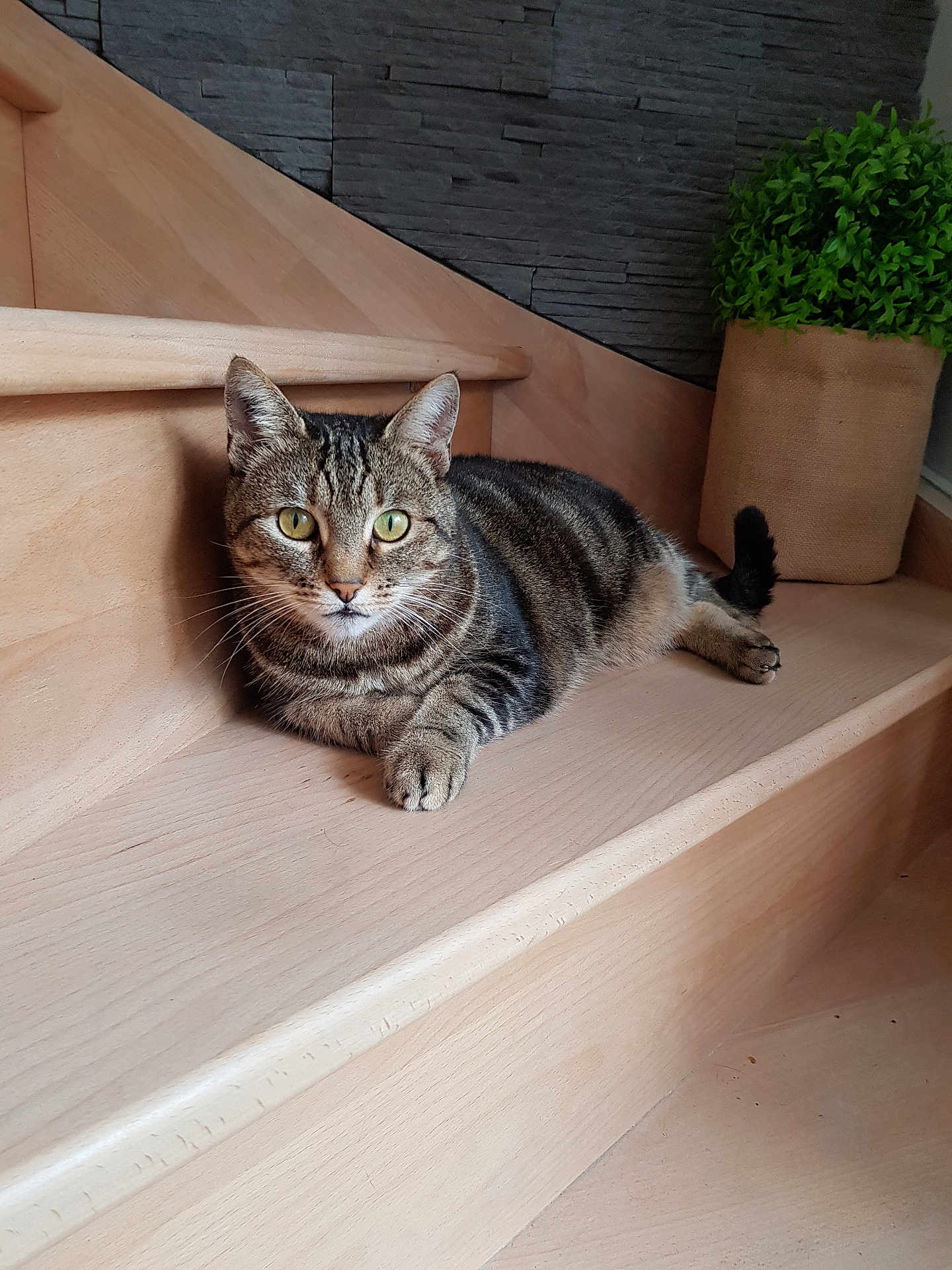 Doly participe au concours pour gagner de l'argent avec cette photo : cat, tabby, stairs, wood, green_eyes, plant, burlap, indoor, pet, feline, relaxed, curious, animal, home, cozy, modern, stone_wall, fur, whiskers, resting