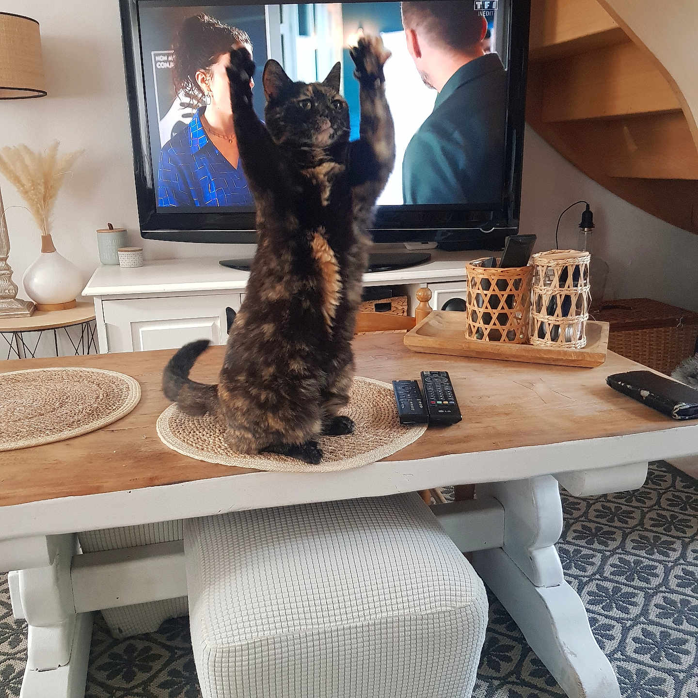 Sully a rejoint le concours — aidez-le/la à gagner de superbes lots ! basket, cat, chair, cozy, curious, decor, furniture, indoor, lamp, living_room, pets, placemat, playful, remote_control, rug, stool, table, television, tortoiseshell_cat, wooden_table