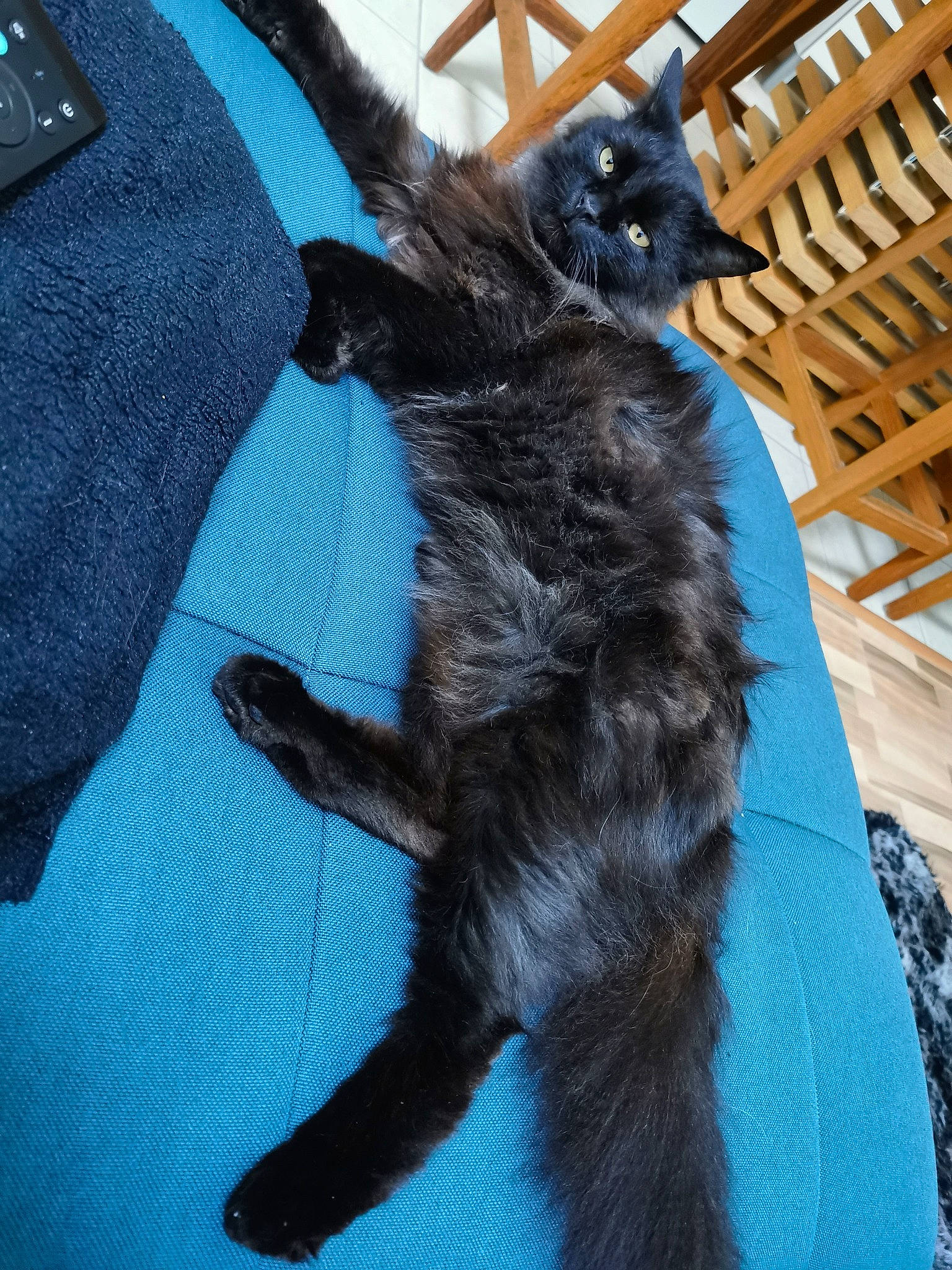 Mousse participe au concours pour gagner de l'argent avec cette photo : bag, black_cat, bombay, carnivore, cat, claw, comfort, dog_breed, domestic_short_haired_cat, electric_blue, felidae, fur, paw, shadow, sleeve, small_to_medium_sized_cats, tail, terrestrial_animal, whiskers