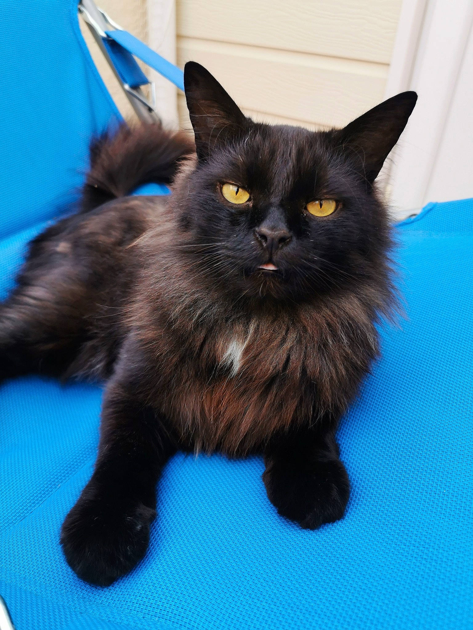 Mousse a rejoint le concours — aidez-le/la à gagner de superbes lots ! black_cat, blue, bombay, carnivore, cat, claw, domestic_short_haired_cat, electric_blue, fawn, felidae, fur, mammal, paw, sitting, small_to_medium_sized_cats, snout, tail, terrestrial_animal, vertebrate, whiskers