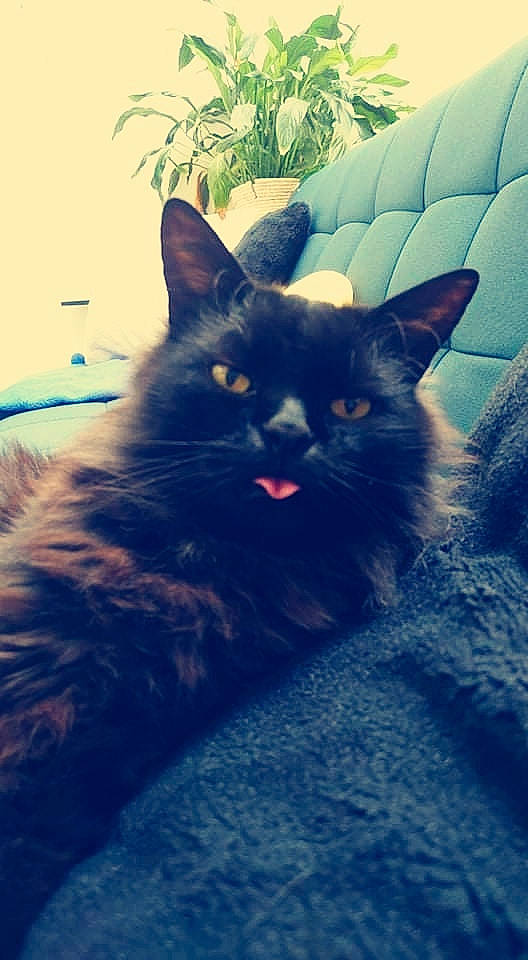 Mousse participe au concours pour gagner de l'argent avec cette photo : black_cat, carnivore, cat, comfort, domestic_short_haired_cat, electric_blue, eye, felidae, fur, grass, grey, plant, small_to_medium_sized_cats, snout, sunlight, tail, tints_and_shades, vertebrate, whiskers, window